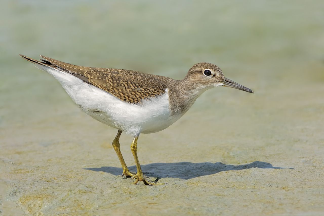 Piro piro piccolo (Actitis hypoleucos)